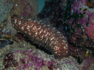 Kıbrıs, Akdeniz 'den kahverengi deniz hıyarı