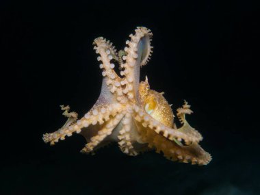 Suyun ortasında oynak genç ahtapot