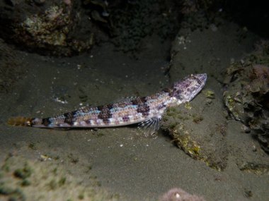 Kıbrıs kertenkele balığı