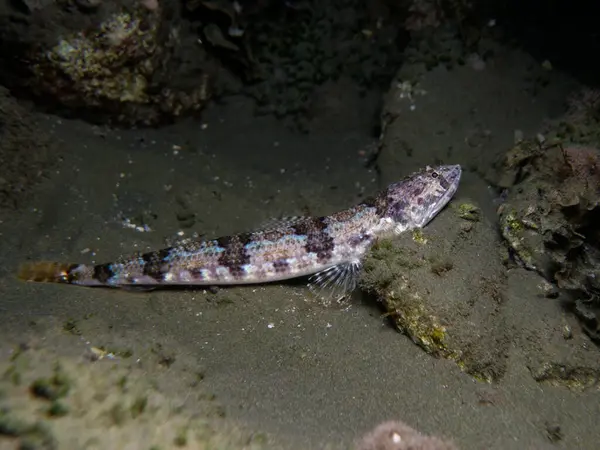 Kıbrıs kertenkele balığı