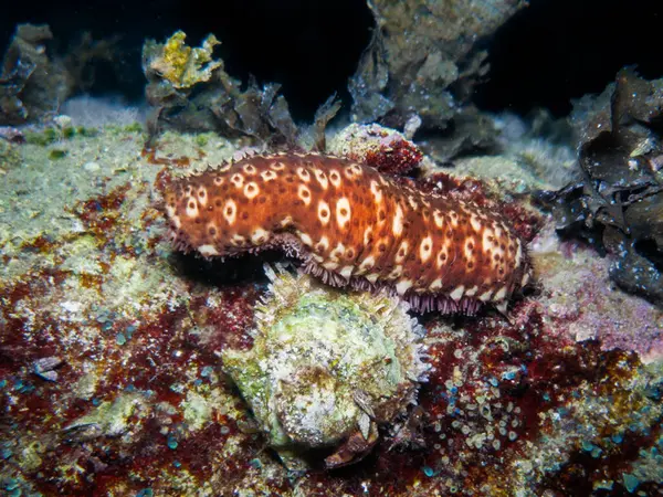 Kıbrıs, Akdeniz 'den deniz hıyarı