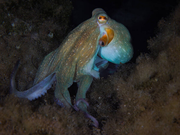 Обыкновенный осьминог ночью в Средиземном море