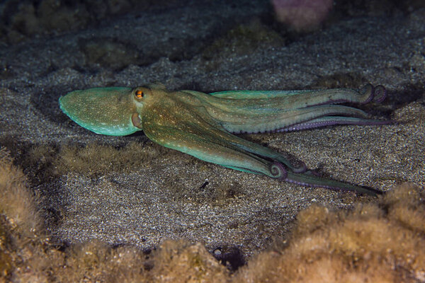 Обыкновенный осьминог ночью в Средиземном море