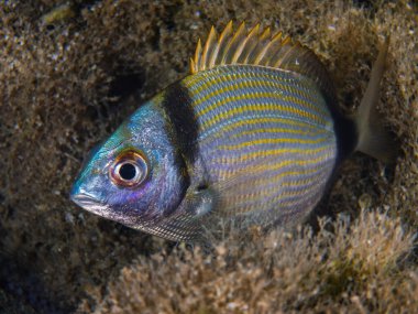 Kıbrıs 'tan iki bantlı deniz çamı