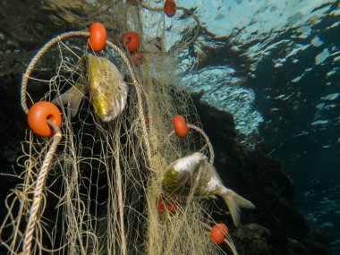 Rüya Balığı Salpa Salpa Hayalet ağlarına dolanmış