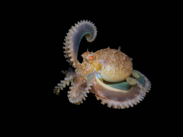 Ночью играет осьминог