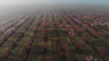Çiçek açan şeftali bahçeleri. İlkbahar mevsiminde bir fidanlıkta pembe çiçekler açan ağaçlar. Sabahları sisli havada.
