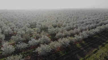 Çiçekli genç kiraz bahçesi, manzarası çok güzel. İHA 'nın çiçek açan bahçedeki açıklığı