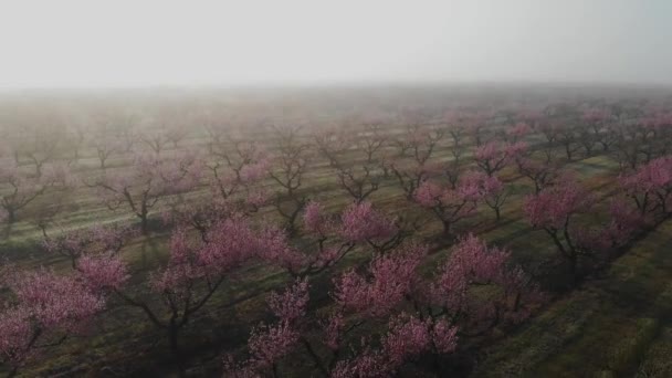 桃の果樹園の花 空気から霧の中で春の季節にプランテーションにピンクの花を持つ開花木の列 — ストック動画