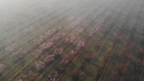 Barack Gyümölcsös Virágzik Vonalak Virágzó Fák Rózsaszín Virágok Egy Ültetvény — Stock videók