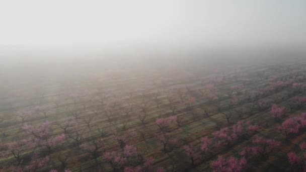 Pomar Pêssego Flor Linhas Árvores Florescentes Com Flores Rosa Uma — Vídeo de Stock
