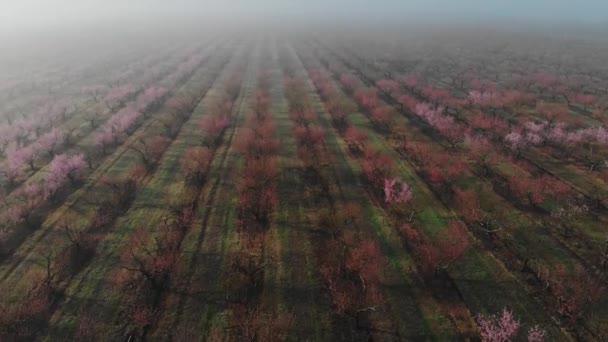 Brzoskwiniowy Sad Rozkwicie Linie Kwitnących Drzew Różowymi Kwiatami Plantacji Porze — Wideo stockowe
