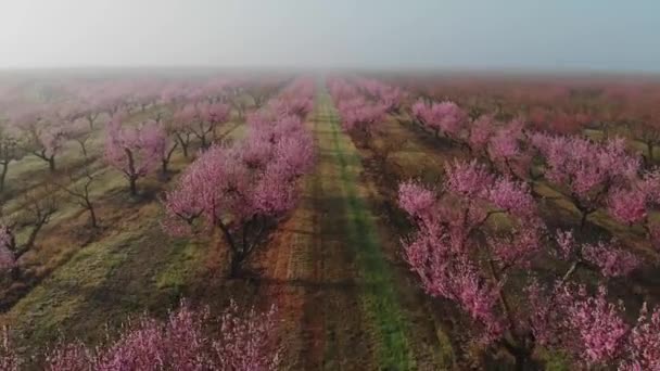 开花结果的桃园 在春天的早晨 在雾蒙蒙的空气中 在一个种植园里 一排排的开着粉红色花朵的开花树 — 图库视频影像