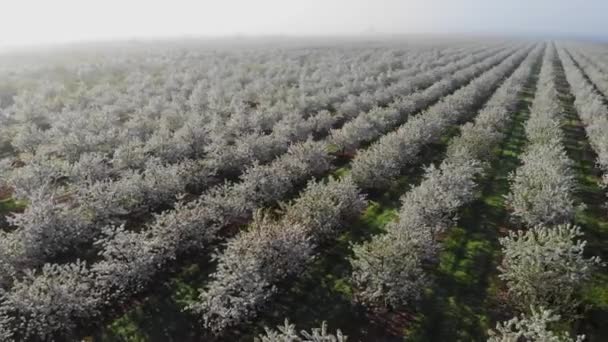 光彩夺目的小樱桃园 尽收眼底 在盛开的花园上空盘旋的无人机 — 图库视频影像