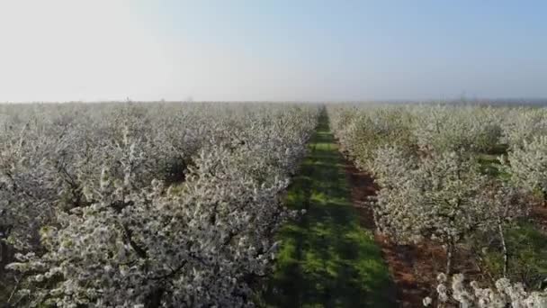 Blossoming Young Cherry Garden Top View Span Drone Blooming Garden — Stock Video