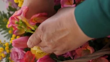 Yakın plan: beyaz kadın güzel çiçek sepeti topluyor. Profesyonel biri mimoza ve lale ile çiçek düzenler. Bir kadın çiçekçilerle çiçek keser ve onları çiçek aranjmanına koyar..