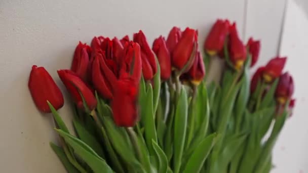 Крупный План Женщина Сортирует Красные Тюльпаны Сделать Большой Пышный Букет — стоковое видео