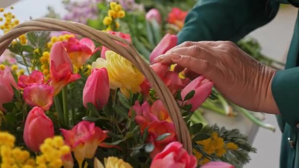 高加索女士收集漂亮的花篮 一位专业人员用杜鹃和郁金香组合花束 女人用节肢动物剪花 并把它们摆放在花朵的排列上 — 图库视频影像