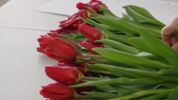 Close Woman Sorts Red Tulips Make Large Lush Bouquet — Stock Video
