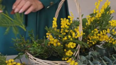 Yakın plan: beyaz kadın güzel çiçek sepeti topluyor. Profesyonel biri mimoza ve lale ile çiçek düzenler. Bir kadın çiçekçilerle çiçek keser ve onları çiçek aranjmanına koyar..
