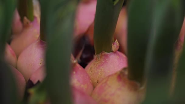 家庭の温室でプラスチック製の箱に成長しているチューリップ球根を発芽させました 花屋での販売のためのチューリップ — ストック動画