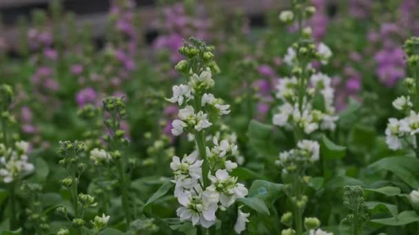 Rijp Voor Het Snijden Van Witte Lila Bloemen Matthiola Onder — Stockvideo