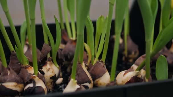 Brotaron Bulbos Tulipán Que Crecen Cajas Plástico Invernadero Casero Tulipanes — Vídeo de stock