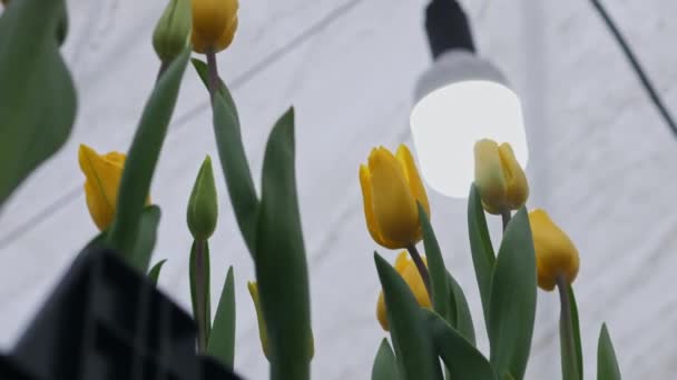 Maduro Para Cortar Tulipanes Amarillos Bajo Luz Artificial Invernadero Flores — Vídeo de stock