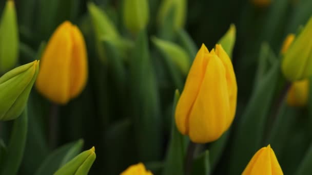 Maduro Para Cortar Tulipanes Amarillos Bajo Luz Artificial Invernadero Flores — Vídeos de Stock