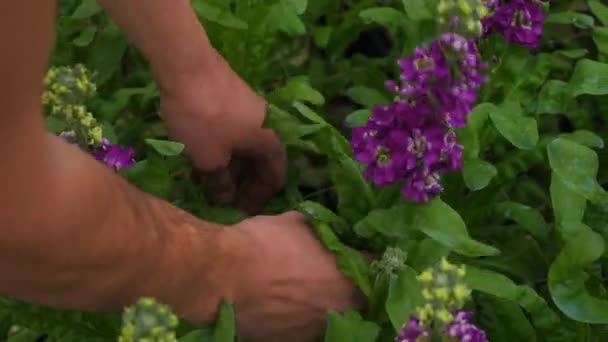 Nahaufnahme Hand Pflückt Die Fliederblüte Der Matthiola Aus Dem Garten — Stockvideo