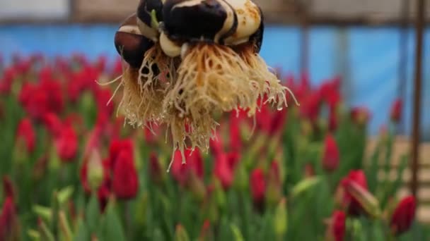 Sammelt Blühende Tulpen Mit Nassen Zwiebeln Einem Gewächshaus Familienunternehmen Und — Stockvideo