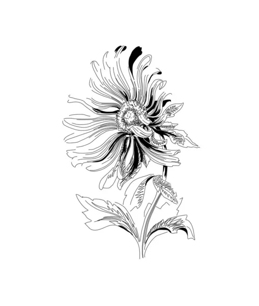 Lesse flowers. Spring flowers. Primroses. Starfish lanceolate. Gentle spring flower. Black and white image. The element of decor. Vector drawing of a forest flower