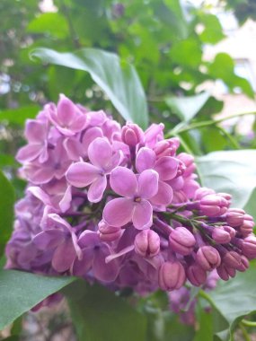 Bahçedeki çiçek açan leylak çalısına yakın plan. Bahçedeki güzel çiçekler