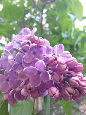 Bahçedeki çiçek açan leylak çalısına yakın plan. Bahçedeki güzel çiçekler