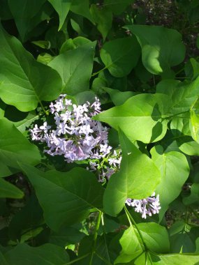 Bahçedeki çiçek açan leylak çalısına yakın plan. Bahçedeki güzel çiçekler