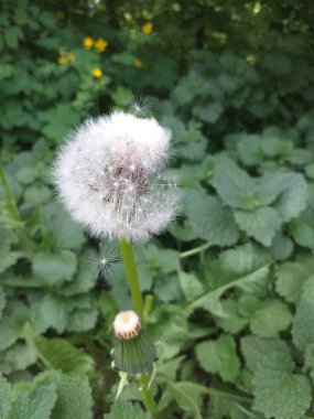 Karahindiba yabani çiçekler. Bir dizi otçul çiçekli bitki. Botanik portresi. Bahçedeki güzel çiçekler