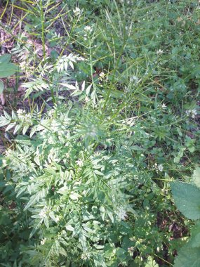 Otçul orman ve tarla toprağı örtüsü. Yaprak ve çiçek desenlerinin fotoğrafı. Botanik portresi. Yeşil çimen dokusu arkaplanı