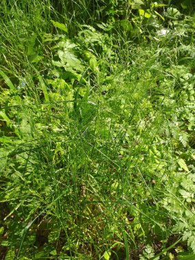 Yeşil bir bitkinin yakınında. Yaprak deseninin fotoğrafı. Botanik portresi. Bahçede yeşil yapraklar
