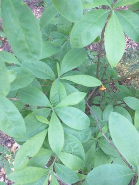 Yeşil bir bitkinin yakınında. Yaprak deseninin fotoğrafı. Botanik portresi. Bahçede yeşil yapraklar