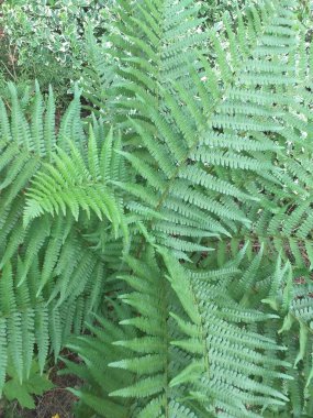 Yeşil bir bitkinin yakın çekimi. Eğrelti otu yaprağı desenli fotoğraf. Botanik portresi. Yeşil yapraklar, bitkiler ve yapraklar.