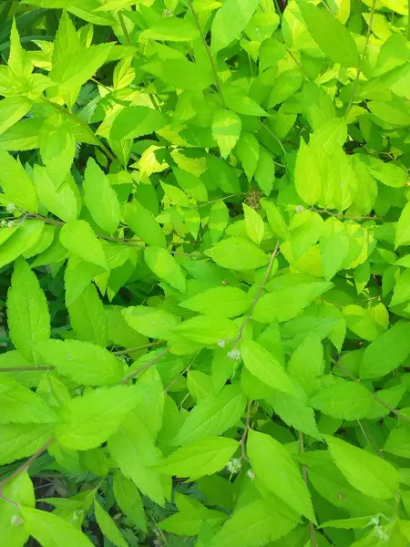 Yeşil bir bitkinin yakınında. Yaprak deseninin fotoğrafı. Botanik portresi. Bahçede yeşil yapraklar