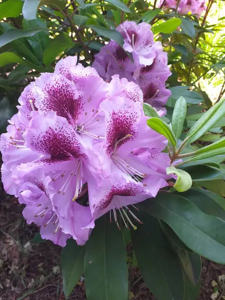 Yeşil bir bitkinin yakın çekimi. Bir rododendron infloresans fotoğrafı. Botanik portresi. Bahçedeki güzel pembe çiçekler
