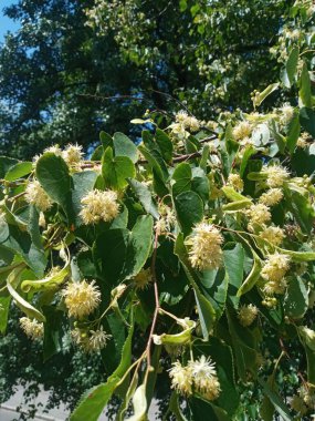 yeşil yapraklar, bitki örtüsü ve doğa, çevre bitkileri