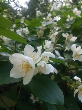 Güzel botanik fotoğrafı, doğal duvar kağıdı.