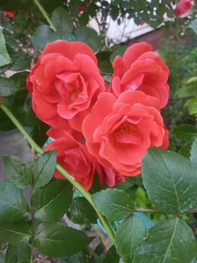 Bahçede güzel kırmızı güller