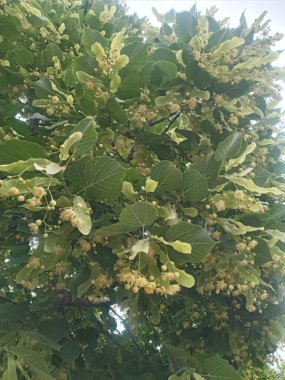 Güzel botanik fotoğrafı, doğal duvar kağıdı, Linden.