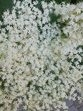 Bahçedeki beyaz çiçekler, Elder.