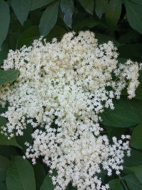 Bahçedeki beyaz çiçekler, Elder.