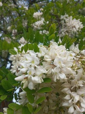 Bahçede güzel çiçekler, akasya