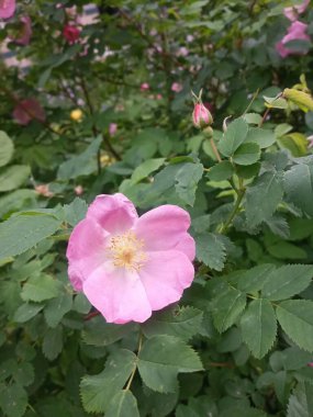 Güzel botanik çekimi, doğal duvar kağıdı, gül kalça.